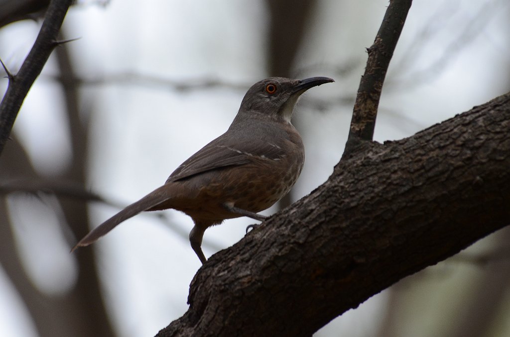 Thrasher, Curve-billed, 2013-01073766 Hugh Ramsey Nature Park, Harlingen, TX.JPG - Curve-billed Thrasher. Hugh Ramsey Nature Park, Harlingen, TX, 1-7-2013